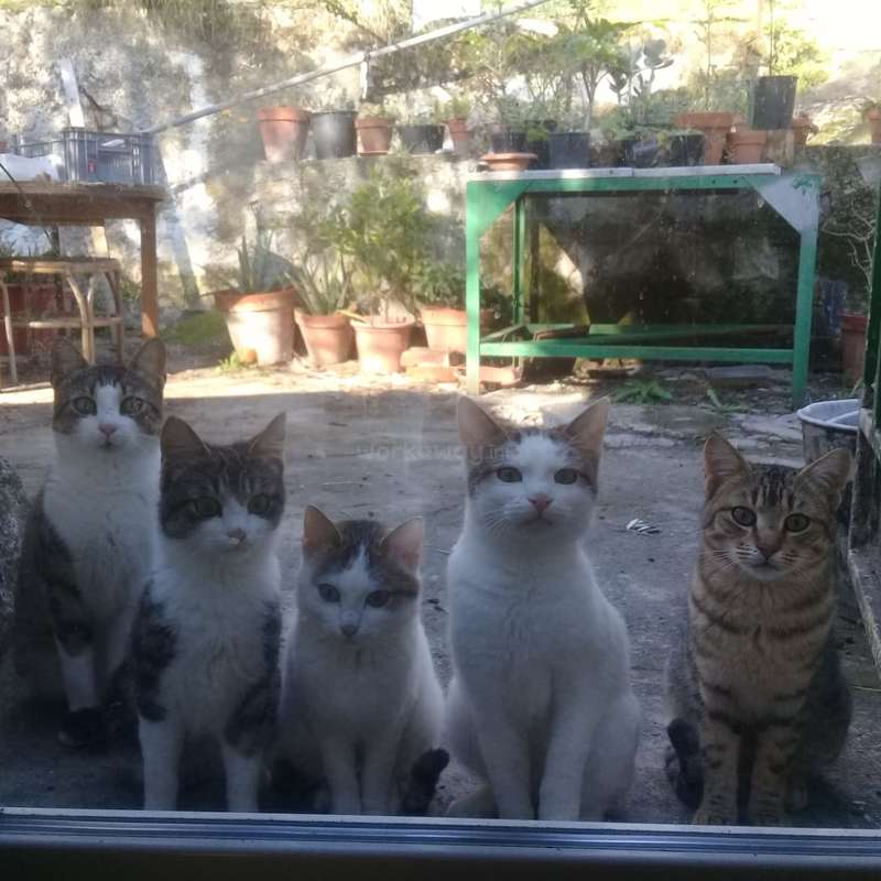 olive tree cats