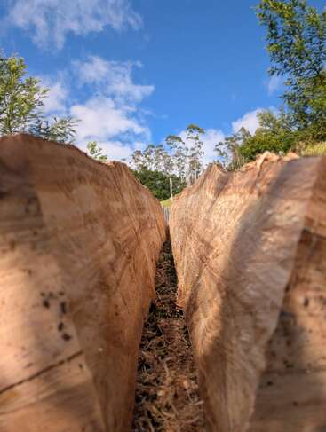 Esta imagen muestra un primer plano, una vista en ángulo bajo entre dos grandes troncos partidos, rodeados de virutas de madera, árboles, un cielo azul y nubes dispersas arriba.