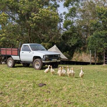 Una camioneta blanca está estacionada en un campo cubierto de hierba. Un grupo de nueve patos camina cerca. Se ven árboles y una tienda de campaña al fondo.