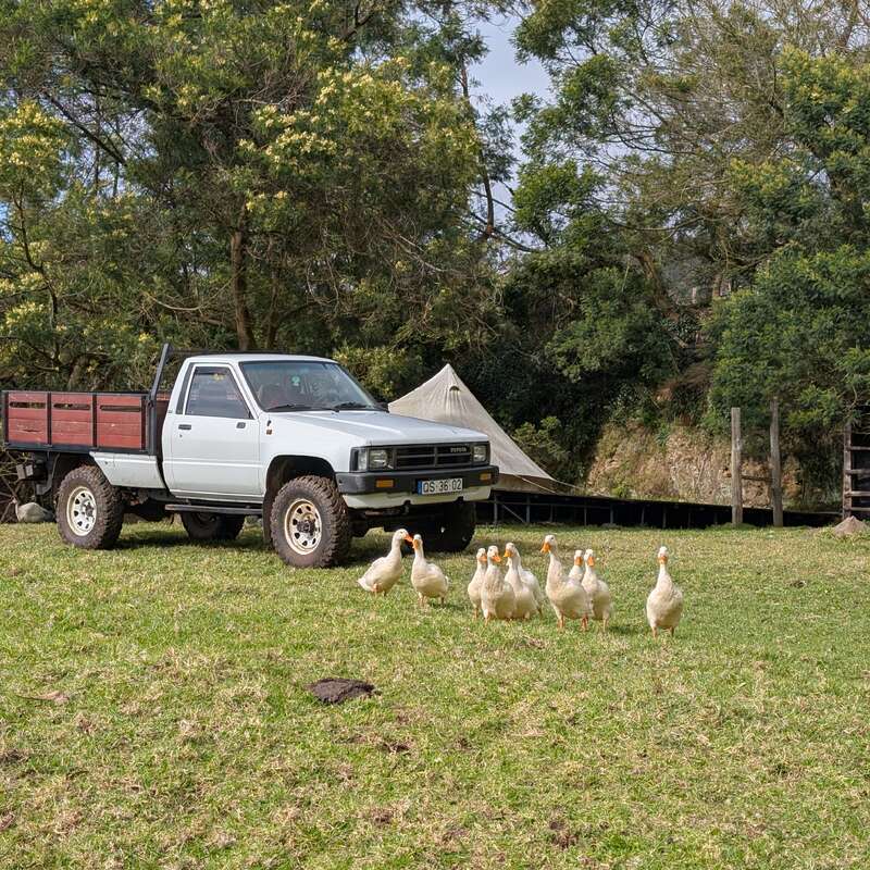 Una camioneta blanca está estacionada en un campo cubierto de hierba. Un grupo de nueve patos camina cerca. Se ven árboles y una tienda de campaña al fondo.