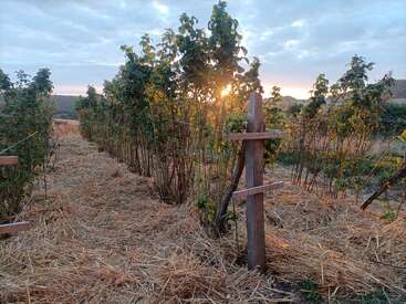 Des rangées de plantes vertes poussent dans un champ recouvert de paillis. Des piquets en bois les soutiennent. Le soleil se couche et diffuse une lumière dorée et paisible.