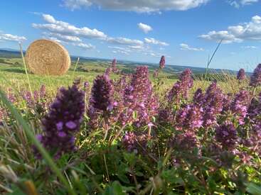 Flores silvestres roxas desabrocham no primeiro plano de um campo ensolarado, com um grande fardo de feno e colinas onduladas sob um céu azul com nuvens fofas.