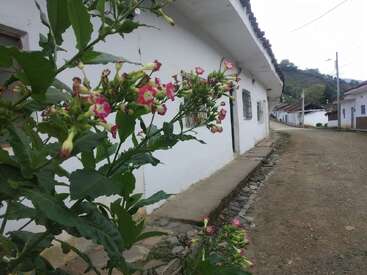 Um ramo de flores cor-de-rosa cresce ao lado de uma casa de paredes brancas numa rua tranquila e rústica. A cena é serena, com colinas ao longe e um céu nublado.