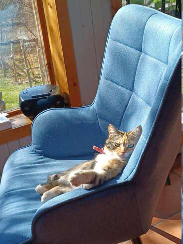 Un gato relajado descansa cómodamente en una silla azul, tomando el sol junto a una ventana, con una radio y una vista panorámica del jardín exterior. Acogedora escena.