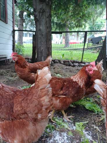 Un grupo de pollos de color marrón rojizo forrajean en el suelo cerca de un árbol y una valla, con algo de vegetación y casas visibles al fondo.