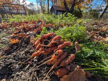 Zanahorias recién cosechadas con la parte superior verde yacen en el suelo del huerto entre hojas caídas del otoño, bajo la brillante luz del sol. Se ven árboles, un cobertizo y el cielo azul.