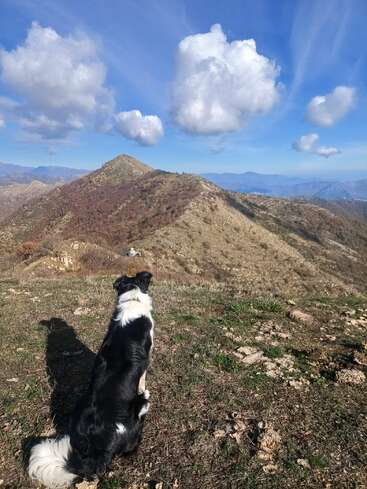 Un perro blanco y negro está sentado en una colina cubierta de hierba, contemplando una montaña lejana bajo un cielo azul brillante con nubes blancas y esponjosas. Una escena tranquila.
