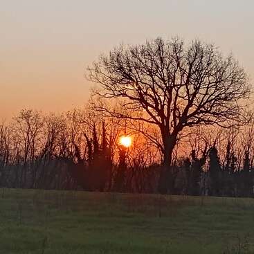 La imagen muestra una tranquila puesta de sol con un cielo naranja brillante, árboles sin hojas recortados contra el horizonte y un campo de hierba verde en primer plano. Un paisaje apacible.