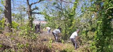 A group of people are outdoors, working together to clear brush and branches in a wooded area, under bright sunlight, surrounded by green trees and plants.