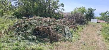 A pile of cut branches and pine needles lies next to a dirt path. Trees and bushes surround the area, with some buildings partially visible behind.