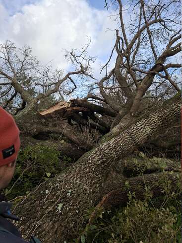A person in a red beanie observes a large, fallen tree with broken branches, surrounded by greenery under a cloudy sky after a recent storm.