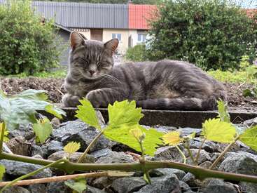 Um gato malhado cinza está descansando pacificamente ao ar livre em uma superfície de pedra, cercado por vegetação, com uma casa e arbustos visíveis ao fundo. Cena tranquila.