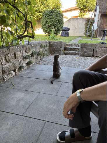 Um pequeno gato senta-se em um pátio de pedra, olhando para um jardim frondoso. Uma pessoa com sandálias e um relógio relaxa nas proximidades, apreciando a cena pacífica.