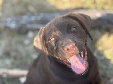 Un chiot Labrador chocolaté heureux est assis à l'extérieur, la bouche ouverte et la langue tirée, les yeux brillants et joyeux, baigné dans la lumière chaude du soleil, dégageant une énergie ludique et de l'affection.