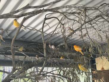 Plusieurs oiseaux colorés, surtout jaunes, se perchent sur des branches dénudées à l'intérieur d'une volière au toit métallique. Quelques petits oiseaux blancs et bruns sont également visibles parmi eux.