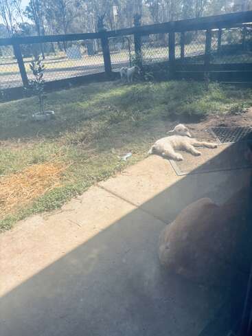 Une scène extérieure lumineuse montre trois animaux : un chien debout près de la clôture, un autre couché au soleil et un troisième se reposant à l'ombre.