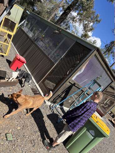 Un garçon se tient près d'une poubelle verte du conseil municipal de Logan, avec deux chiens à proximité. Ils se trouvent à l'extérieur d'une volière, entourés d'arbres et d'un soleil radieux.