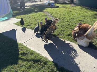 Plusieurs dindes et autres oiseaux marchent ensemble sur un chemin en béton éclairé par le soleil, projetant de longues ombres sur le sol, avec de l'herbe verte et des structures agricoles à proximité.