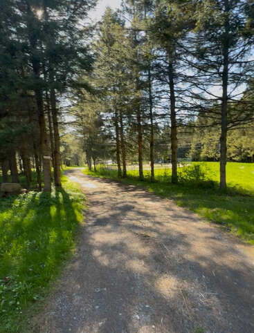 Das Bild zeigt einen ruhigen Feldweg, der sich durch einen üppigen Wald schlängelt, flankiert von hohen Bäumen und leuchtend grünem Gras, was ein Gefühl von Ruhe und natürlicher Schönheit hervorruft.
