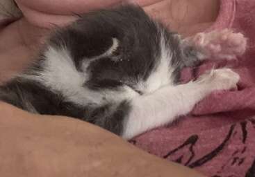 Un minuscule chaton noir et blanc dort paisiblement sur la poitrine d'une personne, blotti dans une chemise rose douillette, l'air au chaud, en sécurité et satisfait.