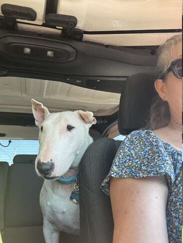 Un bull terrier blanc portant un collier bleu est assis sur la banquette arrière d'une voiture, à côté d'une femme portant des lunettes de soleil et un chemisier à fleurs. Journée ensoleillée.