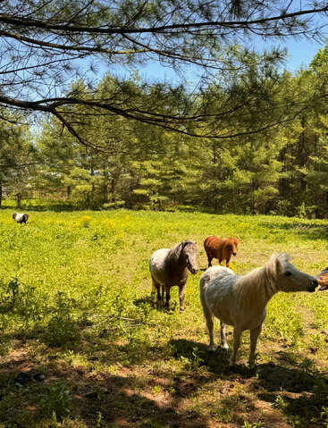 Quatre petits poneys paissent paisiblement dans une prairie verte et ensoleillée, entourée d'arbres. Des branches de pin ombragent une partie de la scène, évoquant une atmosphère sereine et pastorale.