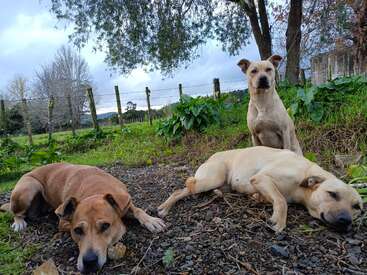 Tres perros en un entorno natural al aire libre, con follaje verde y árboles detrás de ellos. Dos perros están tumbados en el suelo, uno está sentado, todos relajados.