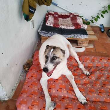Un perro feliz con pelaje blanco y marrón yace sobre una alfombra con motivos naranjas. Detrás hay mantas sobre palés de madera y artículos domésticos en un rincón acogedor.