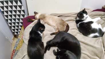 Cuatro gatos descansan cómodamente juntos sobre una manta beige. Hay una mezcla de gatos negros, blancos y siameses, todos disfrutando de una siesta acogedora y tranquila.