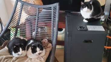 Tres gatos blancos y negros están descansando en el interior. Dos están acurrucados juntos en una silla con una manta, mientras que uno está sentado encima de un armario negro cercano.