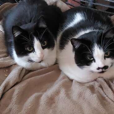 Dos gatos blancos y negros están tumbados uno al lado del otro sobre una manta beige, ambos mirando hacia delante con expresiones tranquilas, con sus patrones de pelaje distintivos y adorables.