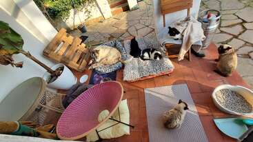 Cinco gatos descansan cómodamente sobre cojines, alfombras y una silla en un acogedor patio bañado por el sol, rodeado de diversos muebles, una planta y una bandeja sanitaria.