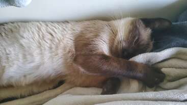 Un gato siamés está tumbado cómodamente sobre una manta suave, estirando la pata delantera mientras descansa, con los ojos entreabiertos, rodeado de tejidos acogedores de colores neutros.
