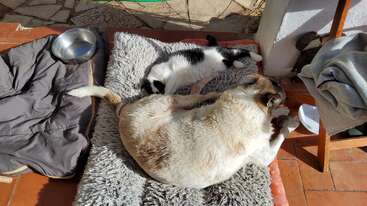 Un perro grande y un gato blanco y negro están tumbados tranquilamente juntos sobre una manta gris y mullida, bajo la luz del sol, relajándose en el suelo de baldosas de un patio.
