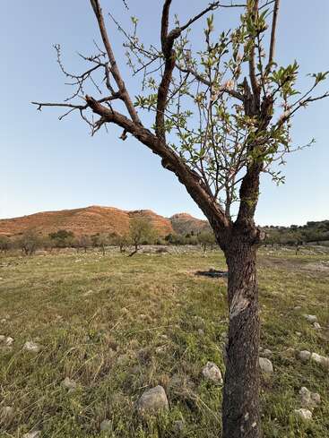 Un árbol con escasas hojas verdes se alza en un campo rocoso y cubierto de hierba. Las colinas lejanas resplandecen bajo la luz del sol en un cielo despejado, creando un tranquilo paisaje rural.