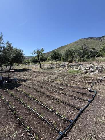 Un huerto con plantas jóvenes y tubos de riego por goteo. Los árboles que lo rodean, el suelo rocoso y las verdes colinas en la lejanía se recortan bajo un cielo azul claro y brillante.
