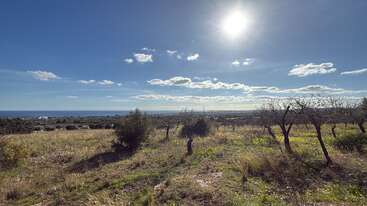 Un paisaje rural soleado con árboles dispersos y hierba verde bajo un cielo azul brillante. Las nubes flotan en lo alto y el mar brilla en la lejanía, cerca del horizonte.
