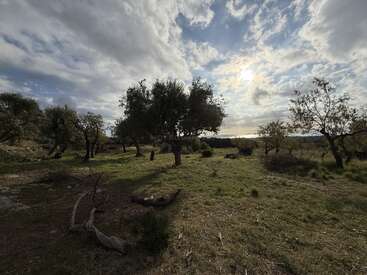 Sunlight filters through scattered clouds over a serene olive grove. Dark tree shadows stretch across grassy terrain, creating a peaceful, natural landscape under a dramatic sky.
