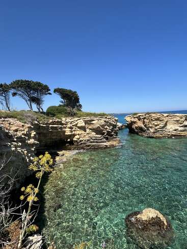 Clear turquoise water meets rugged rocky cliffs under a brilliant blue sky. Sparse trees and flowering plants edge the scene, creating a tranquil coastal paradise.