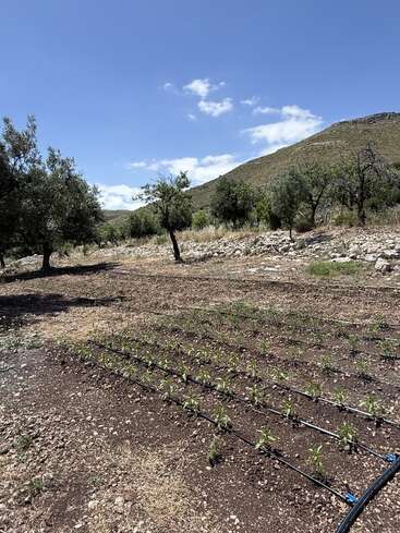 Rows of young plants grow in a rocky field with irrigation lines, surrounded by trees and mountains under a bright blue sky with scattered clouds.