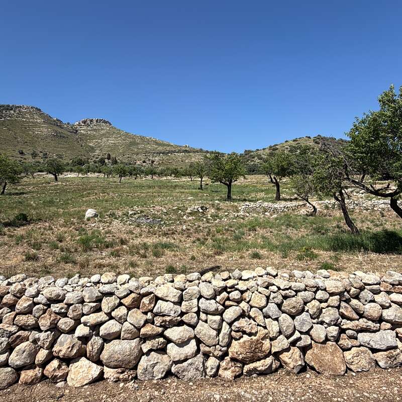 Un muro de piedra seca bordea un camino de tierra, separando un prado salpicado de árboles. Las colinas onduladas y un cielo azul y despejado completan el paisaje.