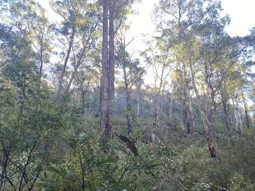 La lumière du soleil filtre à travers les grands eucalyptus, illuminant un sous-bois dense et verdoyant dans un décor forestier paisible. L'atmosphère est sereine, paisible et empreinte d'une beauté naturelle.