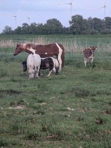 Drei Ponys und ein Kalb stehen auf grünem Gras in einem eingezäunten Feld. Im Hintergrund ragen Windräder und Bäume in den bewölkten Himmel.