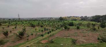 Dieses Bild zeigt eine weite Agrarlandschaft mit jungen Bäumen, grünen Feldern, verstreuten Büschen und einem bewölkten Himmel, der eine friedliche ländliche Atmosphäre und natürliche Schönheit schafft.