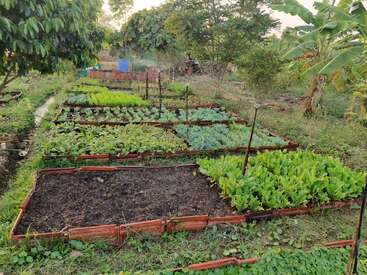 Das Bild zeigt einen lebendigen Gemüsegarten mit mehreren Hochbeeten, üppigen grünen Pflanzen, jungen Gewächsen und umliegenden Bäumen, alles ordentlich in einer ländlichen Umgebung angeordnet.