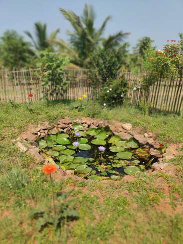 A small stone-bordered pond with water lilies and purple flowers sits in a sunny garden. Surrounding greenery, a fence, and palm trees complete the peaceful scene.