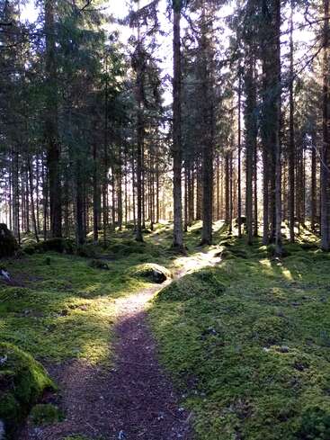 Das Sonnenlicht fällt durch hohe Kiefern auf einen moosbewachsenen Waldboden. Ein schmaler Feldweg schlängelt sich friedlich durch den Wald und lädt zu einem Spaziergang in der stillen Umarmung der Natur ein.