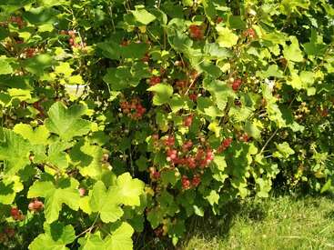 Ein üppiger Strauch mit Büscheln reifender roter Johannisbeeren; üppige grüne Blätter, die im Sonnenlicht baden, und Beeren, die sich im dichten Laub pulsierend entfalten.