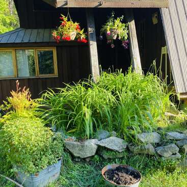 A rustic wooden cabin features lush green plants, vibrant hanging flower baskets, a stone border, and a metal tub, all bathed in warm sunlight.