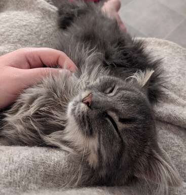 L'image représente une scène sereine d'un chat gris allongé sur les genoux d'une personne, la tête du chat reposant sur la main de la personne.